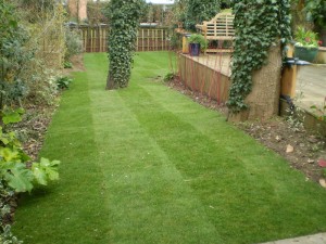 A New Garden Lawn